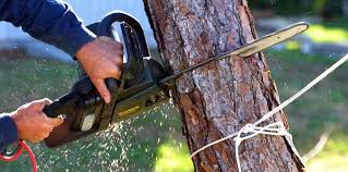 Reliable Brandon, SD Tree Removal Services Solutions